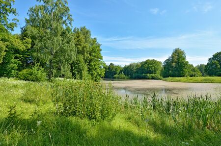Beautiful forest landscape.Around the green meadows bloom, trees grow.の写真素材