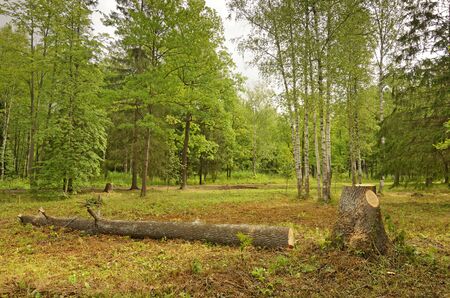Beautiful forest landscape.Around the green meadows bloom, trees grow.の写真素材