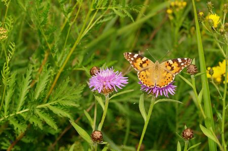 In the meadow grow various wild flowers.Butterfly drinks nectar from a flower.の写真素材