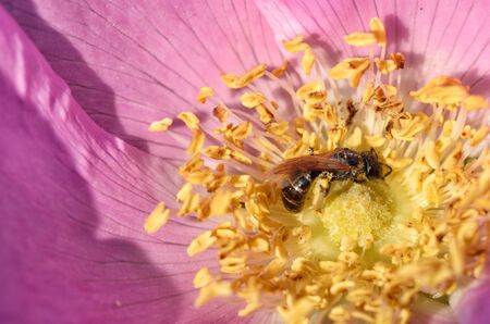 A bee collects nectar from a flower.In the summer, insect life became more active.の写真素材