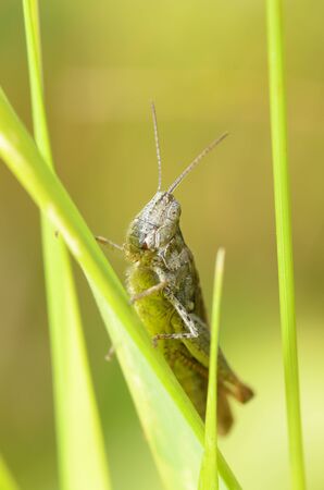 grasshopper sits in the grass.The insect is invisible among the plants.の写真素材