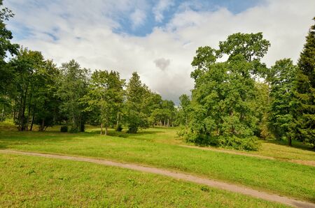 Beautiful forest landscape.Around the green meadows bloom, trees grow.の写真素材