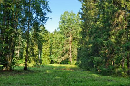 Beautiful forest landscape.Around the green meadows bloom, trees grow.の写真素材