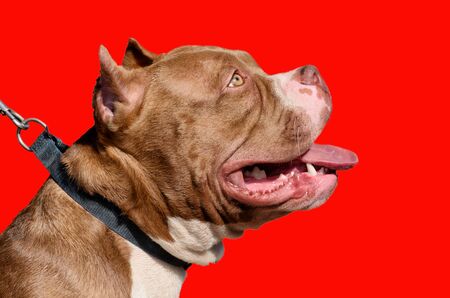Pit bull is a service breed of dog.This is a strong and hardy dog.の写真素材