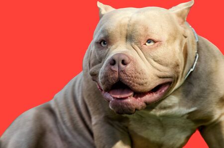 Pit bull is a service breed of dog.This is a strong and hardy dog.の写真素材
