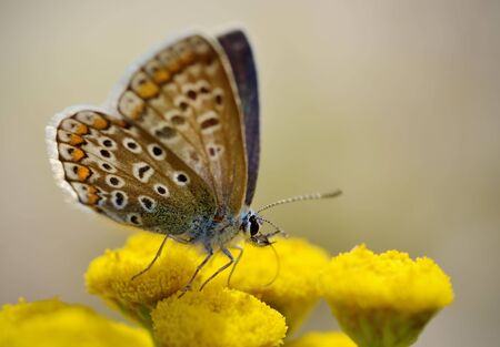 In the meadow grow various wild flowers.Butterfly drinks nectar from a flower.の写真素材