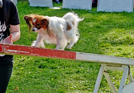 Dogs are taught to overcome obstacles.They learn to fulfill the commands of their master.の写真素材