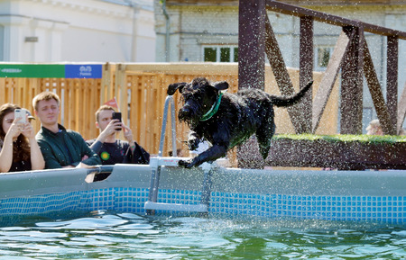 Saint-Petersburg.Russia.August 25.2019.The dog jumps into the pool of water.A dog handler teaches an animal not to be afraid of wate.This is how service dogs are prepared.のeditorial素材