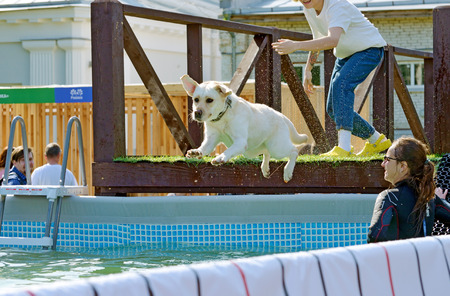 Saint-Petersburg.Russia.August 25.2019.The dog jumps into the pool of water.A dog handler teaches an animal not to be afraid of wate.This is how service dogs are prepared.のeditorial素材