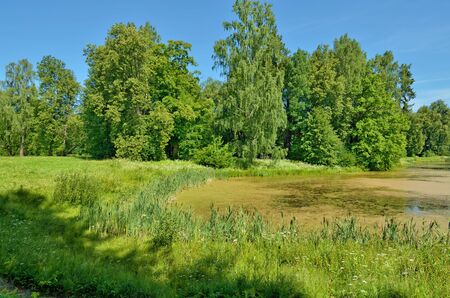 Beautiful forest landscape.Around the green meadows bloom, trees grow.の写真素材