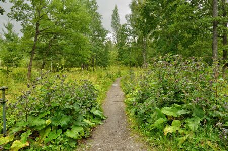 Sunny landscape in the forest.Colorful views of nature with green vegetation.の写真素材