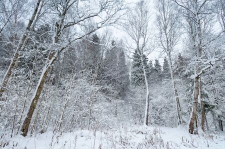 Natural landscape in the Park.On the ground and in the trees is a lot of snow.Beautiful and cold winter.の写真素材
