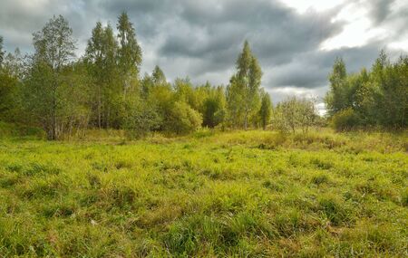 Beautiful forest landscape.Around the green meadows bloom, trees grow.の写真素材