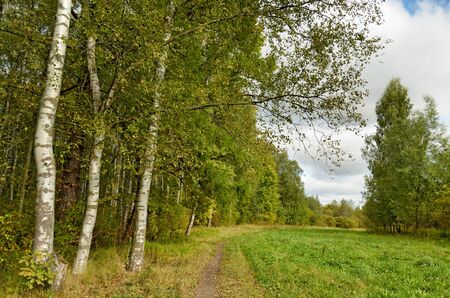 Beautiful forest landscape.Around the green meadows bloom, trees grow.の写真素材