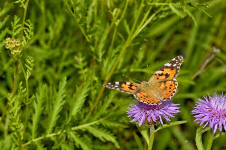 In the meadow grow various wild flowers.Butterfly drinks nectar from a flower.の写真素材