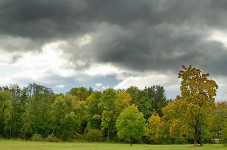 Beautiful forest landscape.Around the green meadows bloom, trees grow.の写真素材
