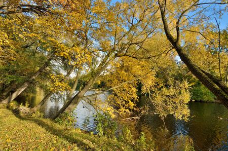 Autumn time. Bright and beautiful leaves hang on the trees.の写真素材