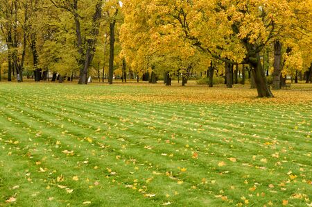 Autumn time. Bright and beautiful leaves hang on the trees.の写真素材