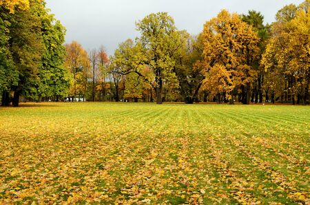 Autumn time. Bright and beautiful leaves hang on the trees.の写真素材