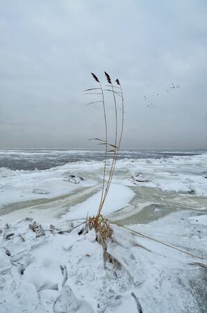 It's a cold and frosty winter.The Bay is covered with ice.の写真素材