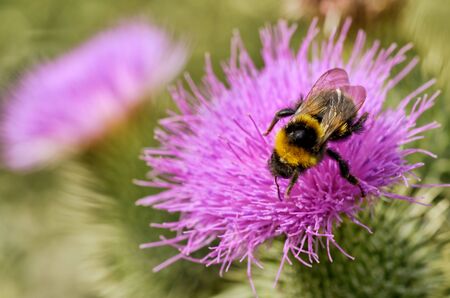 A bumblebee collects nectar from a flower.With warming the life of insects became more active.の写真素材