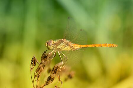 Dragonfly sitting on the stem of the plant.This insect lives near water bodies.の写真素材