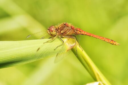 Dragonfly sitting on the stem of the plant.This insect lives near water bodies.の写真素材