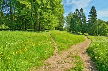 Sunny landscape in the forest.Colorful views of nature with green vegetation.の写真素材