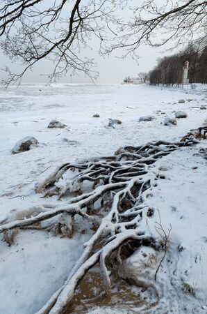 Natural landscape in the Park.On the ground and in the trees is a lot of snow.Beautiful and cold winter.の写真素材