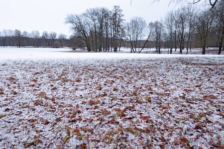 Natural landscape in the Park.On the ground and in the trees is a lot of snow.Beautiful and cold winter.の写真素材