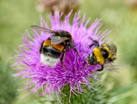 A bumblebee collects nectar from a flower.With warming the life of insects became more active.の写真素材