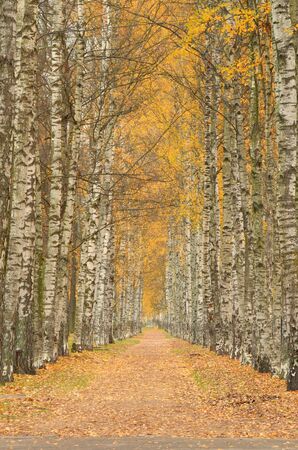 Alley of white birches.Looks especially beautiful alley in the fall.の写真素材