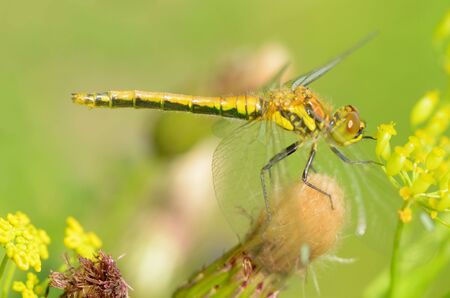 Dragonfly sitting on the stem of the plant.This insect lives near water bodies.の写真素材