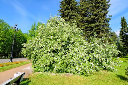 Bird cherry blossomed in the garden.Flower petals fall to the ground.の写真素材