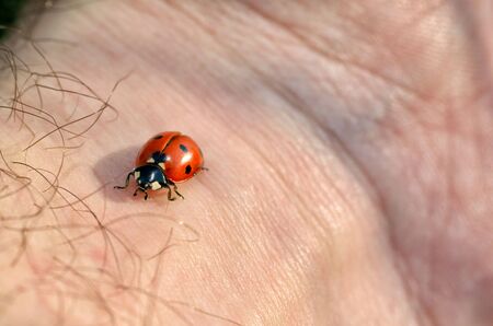 Ladybug crawls on a hand.This is a beetle with red wings.の写真素材