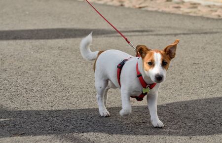 The dog walks on a leash.So that the animal does not run away from the owner.の写真素材