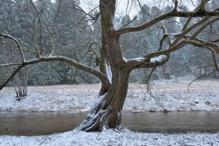 The first snow fell in the forest.Winter came cold and frosty.の写真素材