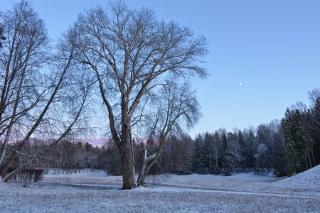The first snow fell in the forest.Winter came cold and frosty.の写真素材