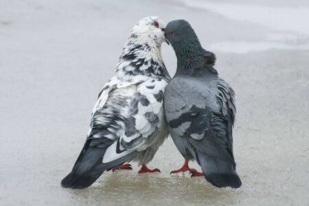At the end of March the pigeons find their mates and stay together for a long time.の写真素材