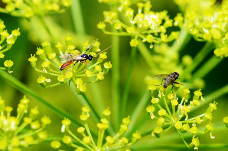 Plants bloom in summer. Various insects feed on plant pollen.