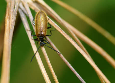 Beetle crawling on a stalk. Insects are very active during the day.の写真素材