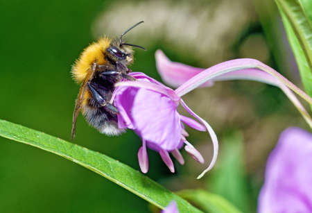Bumblebee collects nectar from flowers The insect is very active in summer.の写真素材