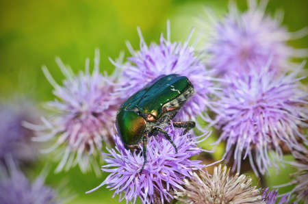 The green beetle collects pollen from the flower.The beetle is called Golden bronze.の写真素材