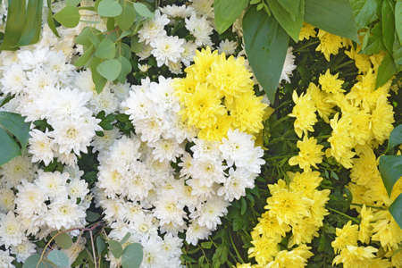 Flower arrangement with chrysanthemums.These are beautiful autumn flowers.の写真素材