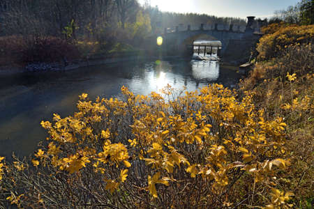 Beautiful natural landscape in autumn. The leaves on the trees are yellow and orange.の写真素材