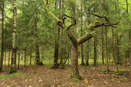 The nature in the forest is rich in plants and trees.の写真素材