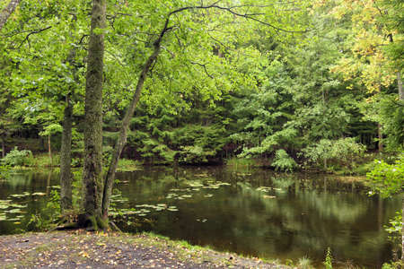 The nature in the forest is rich in plants and trees.の写真素材