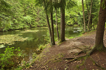 The nature in the forest is rich in plants and trees.の写真素材