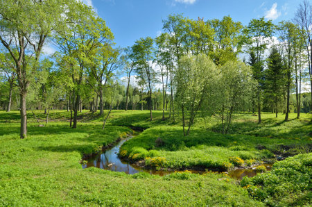 Beautiful nature in the forest with green vegetation.A small winding river flows here.の写真素材