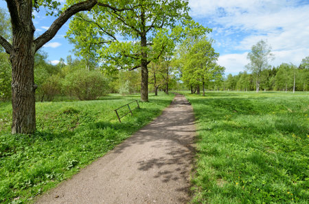 Beautiful landscape in the forest.Plants grow actively in spring.の写真素材